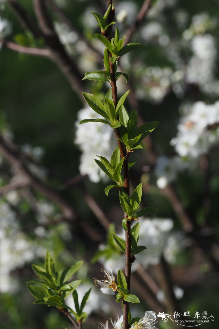 百合花花语和寓意是什么