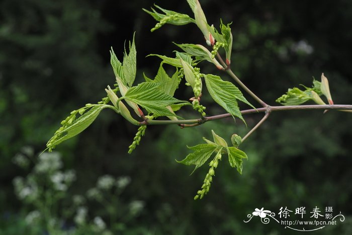 海棠花的花语是什么