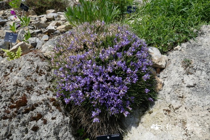 芽菜种植方法