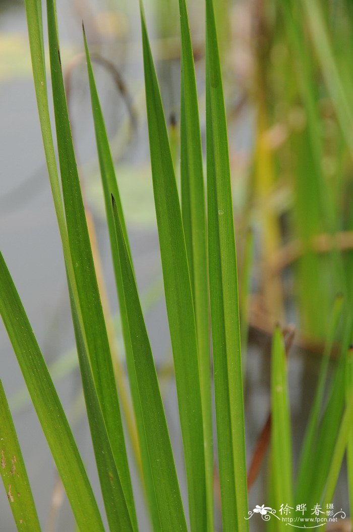 栀子花叶子边缘发黑干枯怎么办