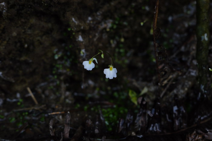 橙色的花