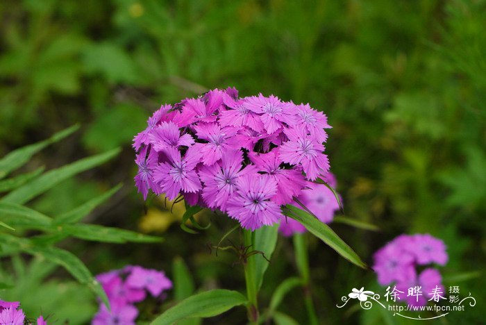 香槟色玫瑰花语是什么意思