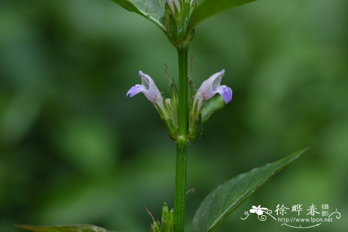 凤仙花的果实