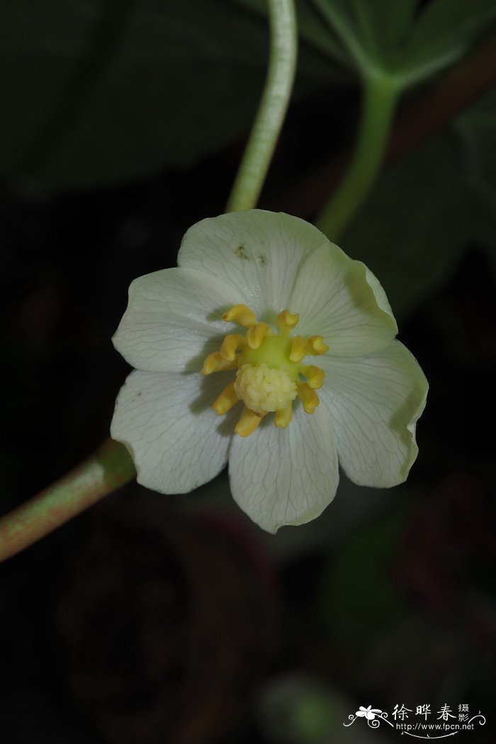 风信子花期多长