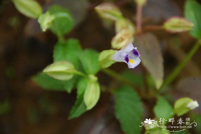 芭蕉 香蕉