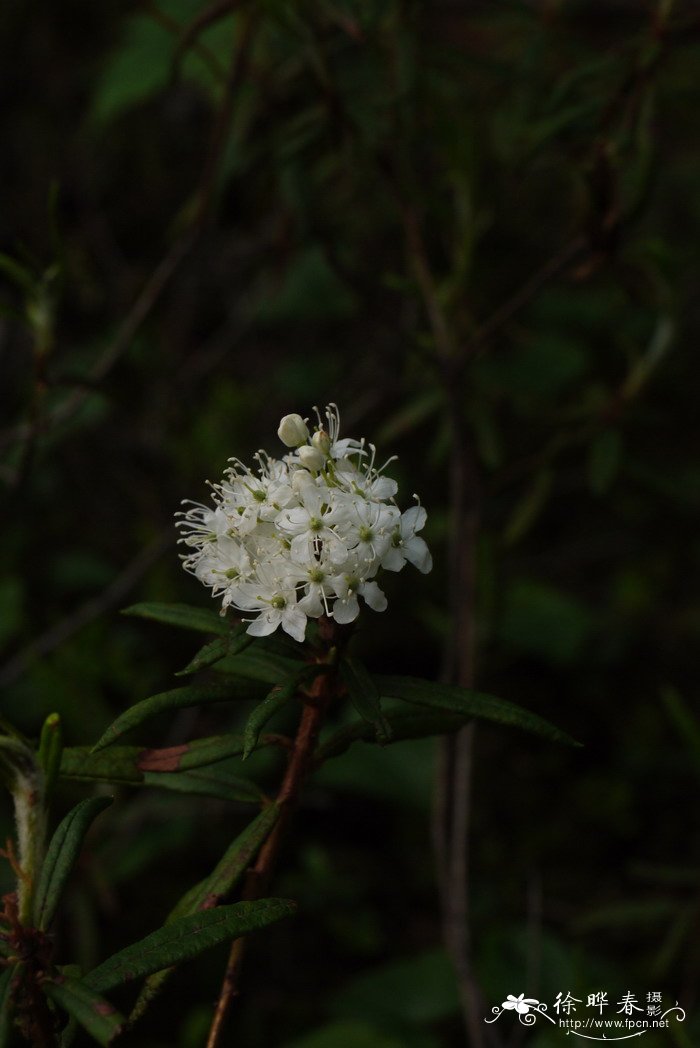 紫罗兰的花语和寓意