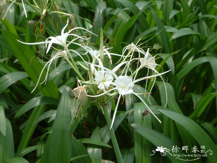 蓝雪花的花语