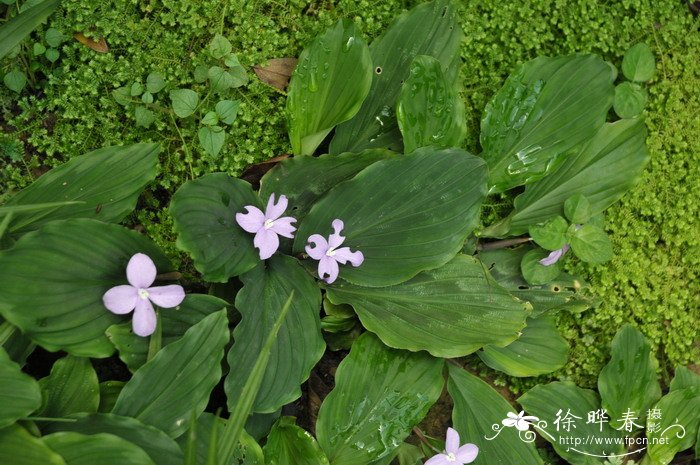 花的意义和象征有哪些