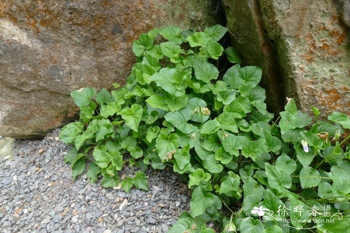 苦瓜种植方法与时间