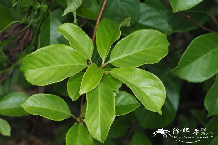 栀子花叶子发黄