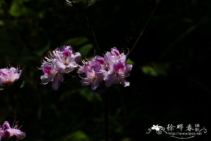 油麦菜图片