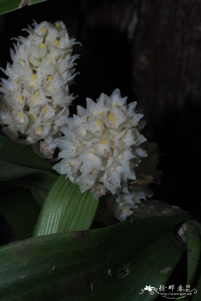 花毛茛一年开几次花