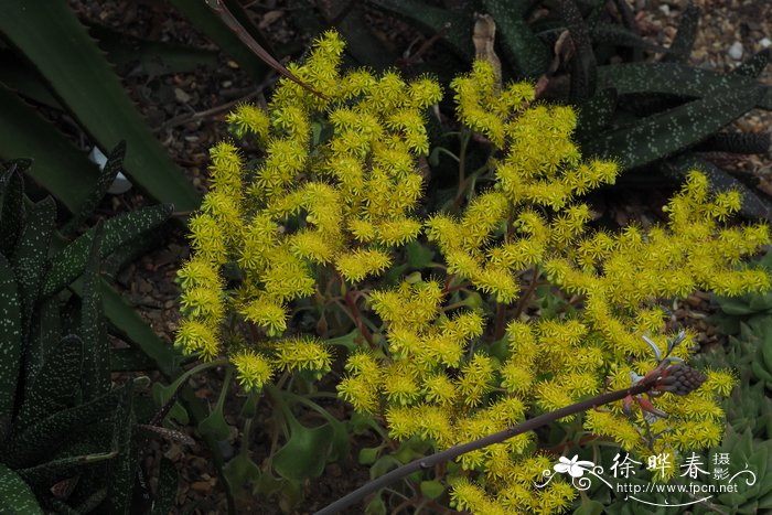 山银花与金银花的区别