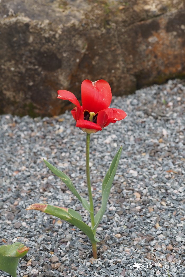 紫薇花的花语