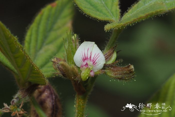 茶油树种植