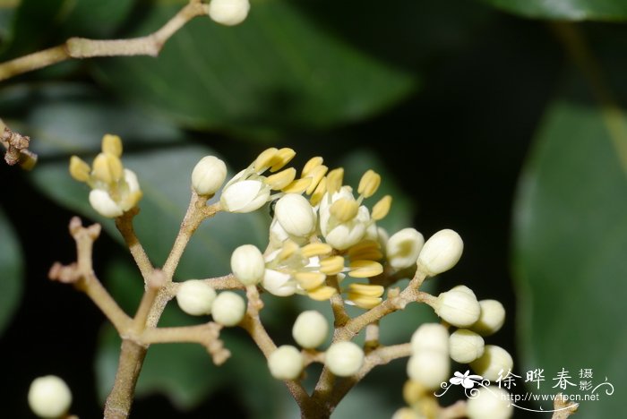 不见阳光室内适合养的18种植物