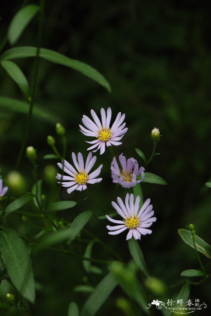 桂花花语及寓意