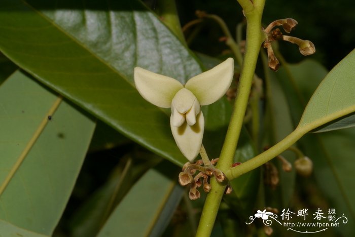 玛格丽特花图片