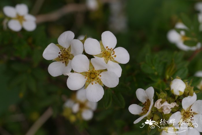 满天星的花语是什么