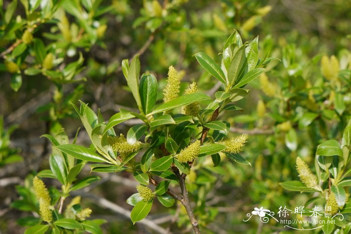 植脂奶油