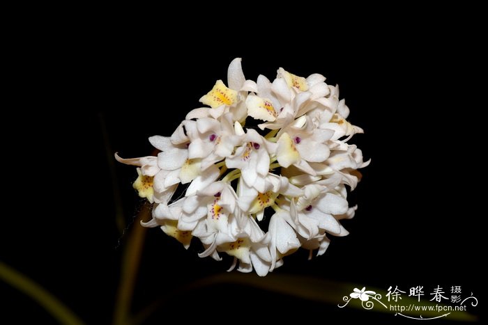 百合花什么季节开放