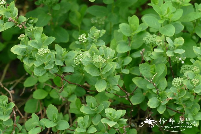 花海阁婚庆