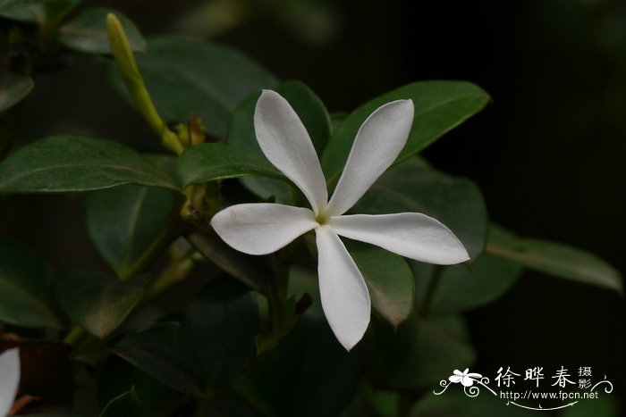 种花用什么肥料最好