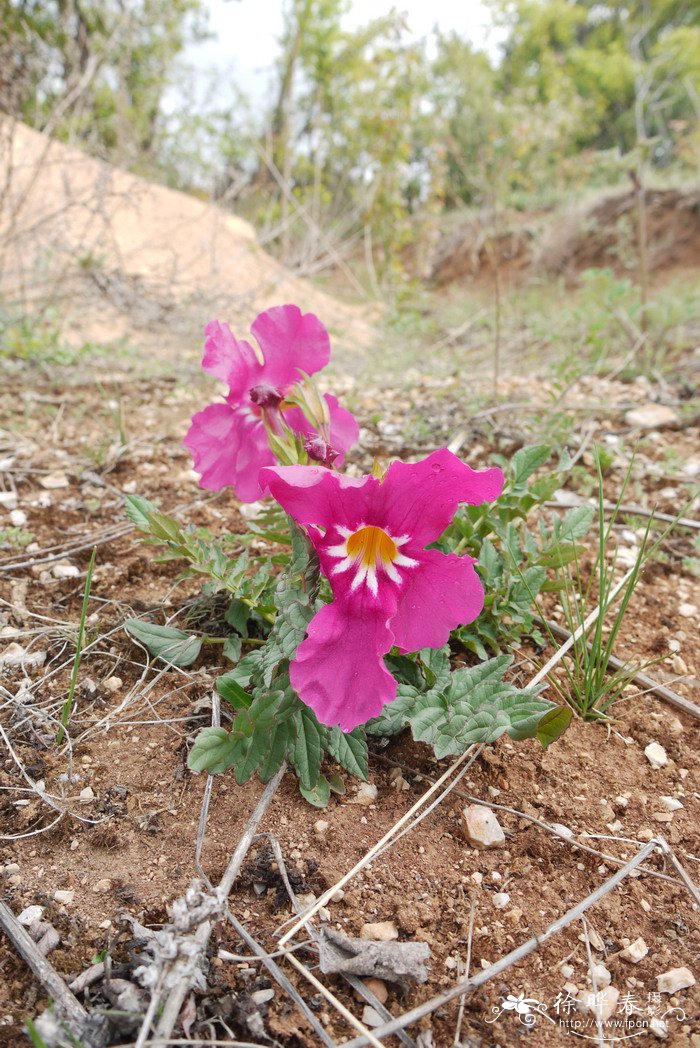 李子树的花