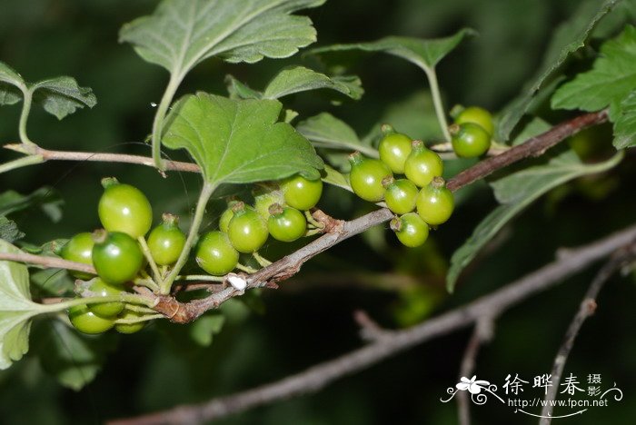 1000种盆栽植物名称图片大全