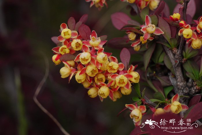 芦荟的外形和特点