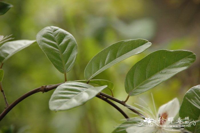 菠萝为什么要用盐水泡