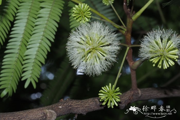 食虫花