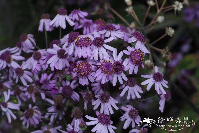 北京樱花