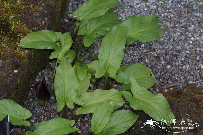 茉莉花简介