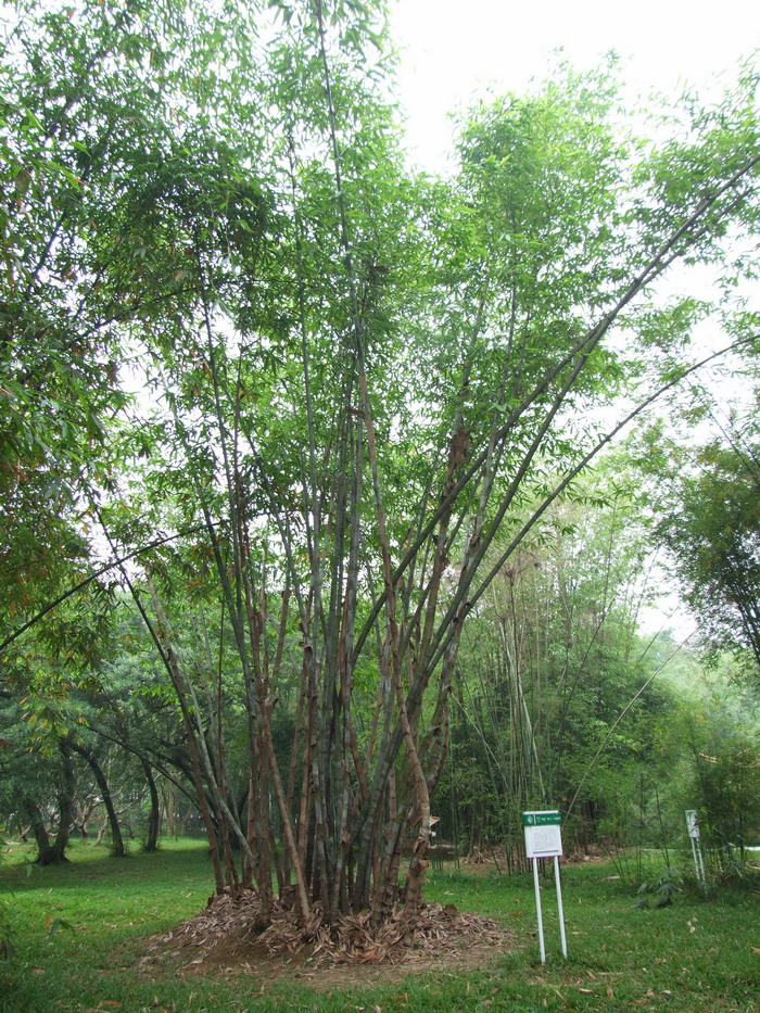 教师节送什么鲜花