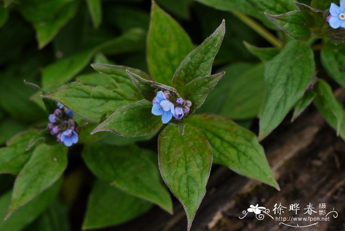 百合开花后怎么留种球