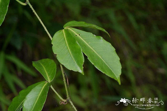 油麦菜图片