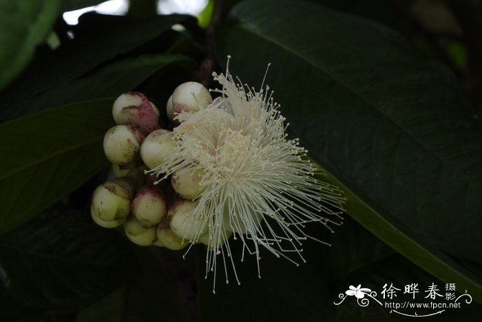 西兰花种植技术