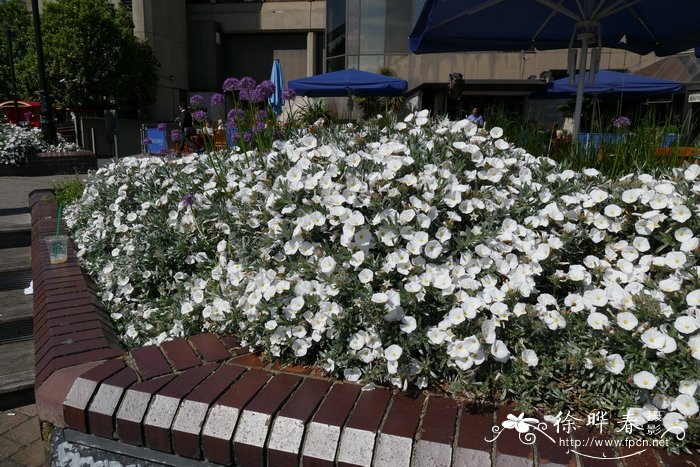 雏菊花海图片