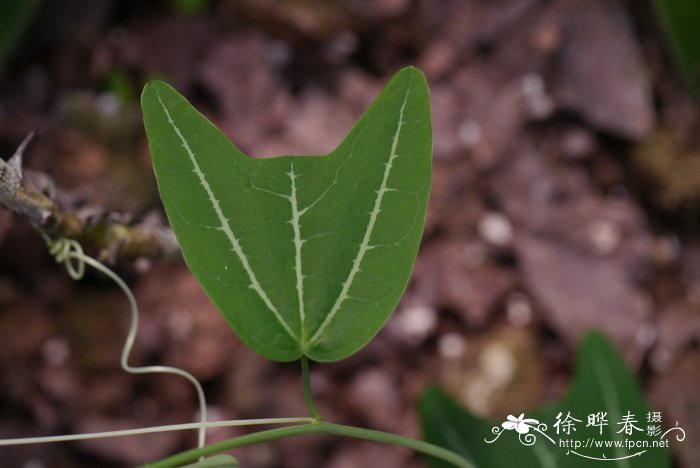 矢车菊