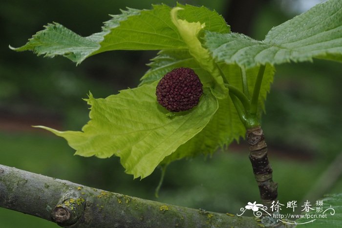 王族海棠