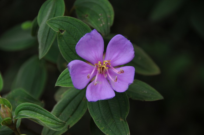 玫瑰花苗