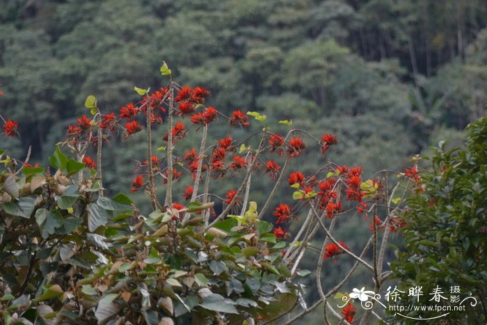 玛格丽特花图片