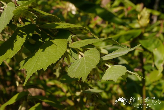 春天植物