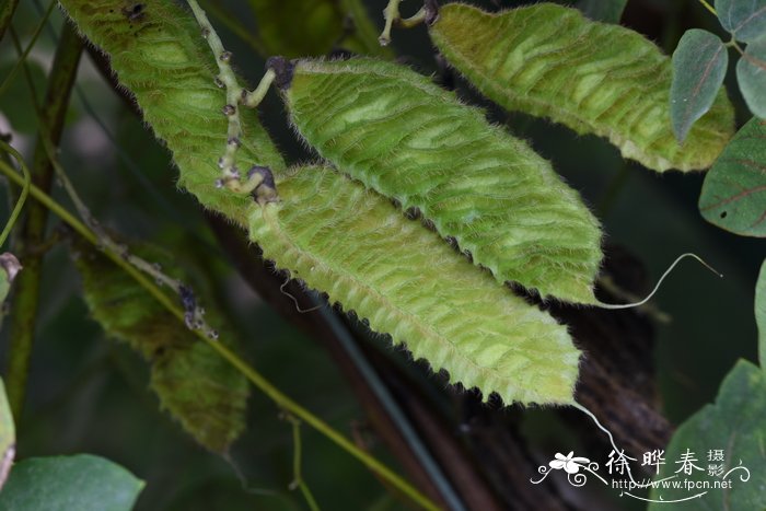 所有花的图片和花名