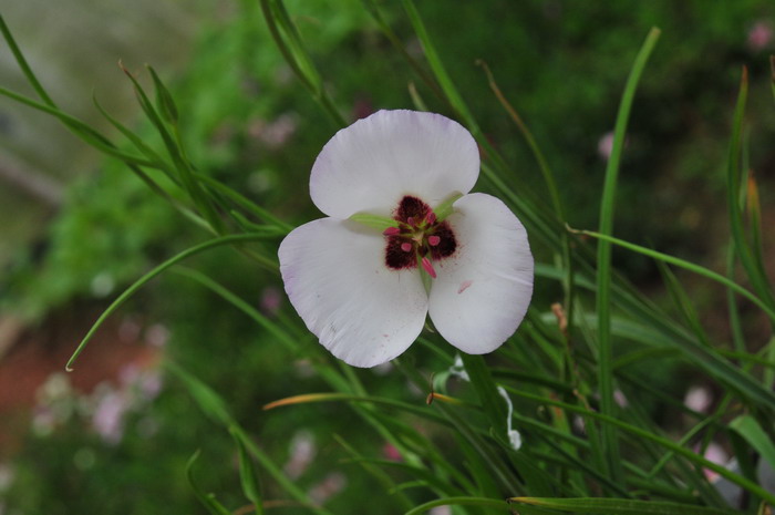 仙人球花