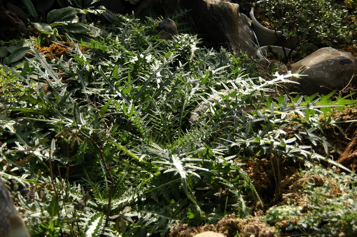 种植黄精一亩需要多少成本