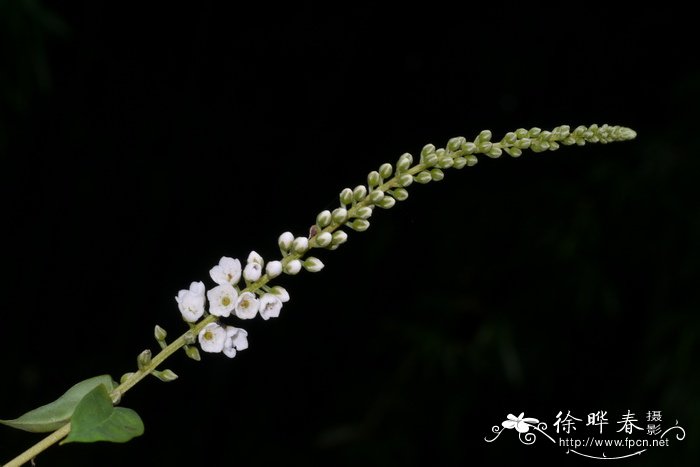 桃花叶子图片