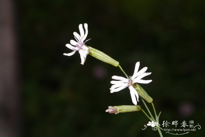 女贞子树清晰图片