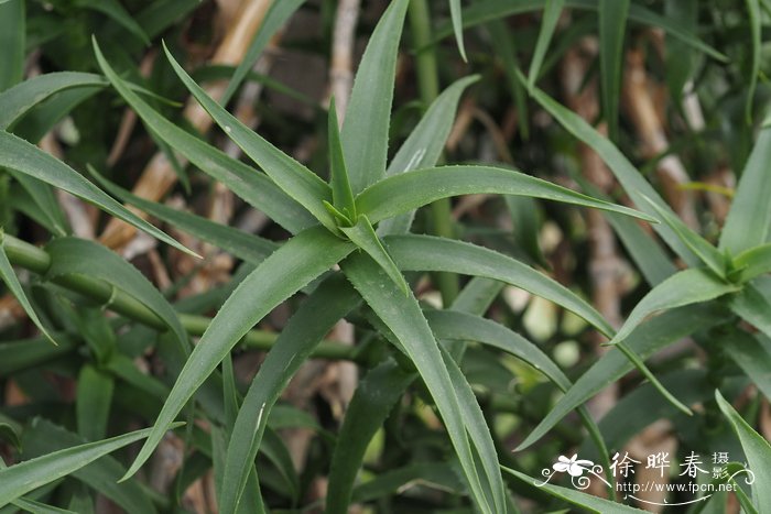 锦带花